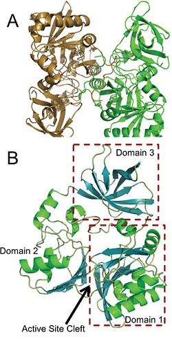 Panel A is an image of the protein dimer DmdA. Panel B contains the three labeled domains and the active cleft site of DmdA. This image was obtained directly from Schuller et al. and is reproduced with permission of John Wiley & Sons, Inc.