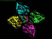 Tetrameric Structure of PheOH