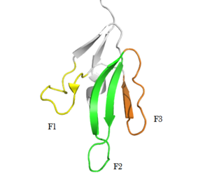 Figure 2. Three fingers formed by three peptide loops (F1, F2 & F3) [PDB=2H5F]