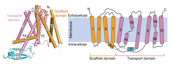 Figure 2:The transmembrane domains and cytoplasmic domains of one chain represented in their proper confirmation and as a simplified diagram. Figure obtained from: Su, N., Zhu, A., Tao, X. et al. Structures and mechanisms of the Arabidopsis auxin transporter PIN3. Nature 609, 616–621 (2022).Figure 1F and 1G