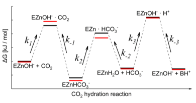 Estimated free energy profiles for the CO2 hydration reaction catalyzed by CA II. The energy states of the native CA II (black) are from previous study. The energy states of the V143I CA II (red) are qualitatively estimated with respect to the native form by considering the structural information and the variations in the reaction rate constants. Note that the energy level of [EZnH2O + HCO3-] in the V143I variant is assumed to be the same as in the native CA II. The depicted energy gaps are not to scale.