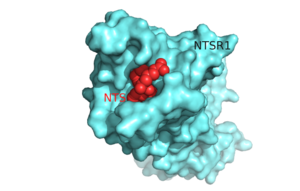 Figure 1.Top view of NTSR1 protein (blue) interacting with its ligand, NTS(red).