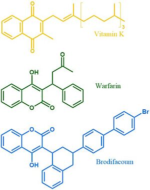 Figure 4. Vitamin K, Warfarin, and Brodifacoum Above is a comparison of the 2D structures of VKOR's natural substrate, the blood thinner warfarin, and the superwarfarin brodifacoum.