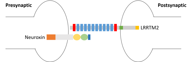 Image:LRRTM2+neuroxin.png