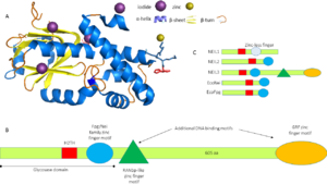 Figure 1. Mouse NEIL3 (A) Cartoon representation of NEIL3 domains (pdb id 3w0f) (B) full length MmNEIL3 protein showing additional DNA binding domains (RANbp and GRF) not found in other neil/fpg proteins and (C)Comparison of NEIL3 proteins with other fpg/neil members, the color coding follows the same domains as in (B)