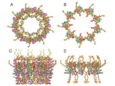 LH2 complex: (a) and (b) viewed into the membrane surface; (c) and (d) view along the membrane surface. The a-chains are drawn as light-green and b-chain as purple ribbons. Bacteriochlorophylls are a-B850 (red), b-B850 (green), B800 (blue) and rhodopin glucoside (orange). The cytoplasmic surface (N terminus) is at the bottom, image and description from 