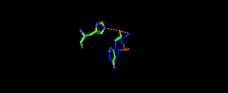 Image:E.coli. binding to tRNA.png