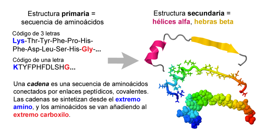 Protein primary, secondary, tertiary and quaternary structure (Spanish ...