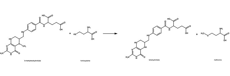 Image:Homocysteine-methionine.jpeg