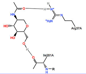 NAG-galactosylceramidase ligand-enzyme interaction