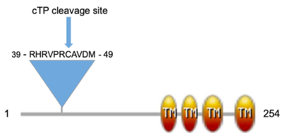 Domain architecture of GhCPP1-A0A1U8HKT6 created using Prosite:MyDomains (Hulo et al. 2008) based on predictions from InterPro (Blum et al. 2021), TM indicates transmembrane, cTP is chloroplast transit peptide.