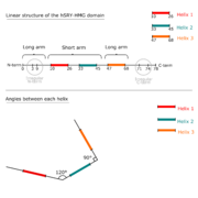 Linear structure of hHMG domain