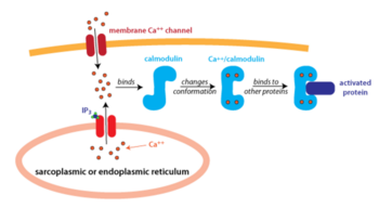 Figure 2: An Overview of Calmodulin Pathway Calmodulin binds to 4 Calcium Ions and Undergoes Conformational Changes