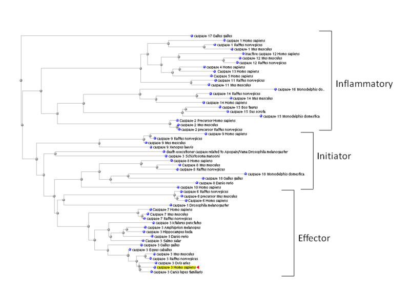 Image:Caspase3 tree.png