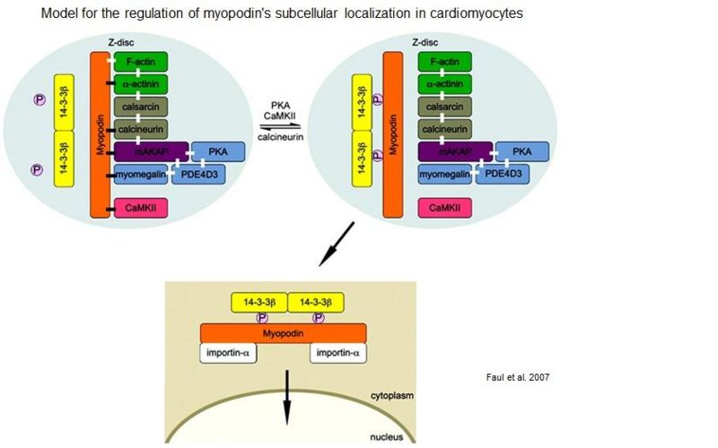 Image:Model for the regulation of Myopodin's subcellular localization in Cardiomyocytes.jpg