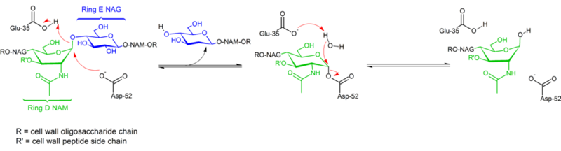 Mechanism of Lysozyme