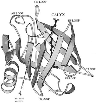 Figure 2. A general view of b-lactoglobulin, a typical lipocalin. The binding site (filled atoms) is shown in the central calyx, and the putative binding site (open atoms) is indicated on the outer surface of the protein. The structurally conserved regions are at the rear of the molecule on strand A, the FG loop, and the loop before the a-helix.(Wu S et al. J. Biol. Chem. 1999;274:170-174)