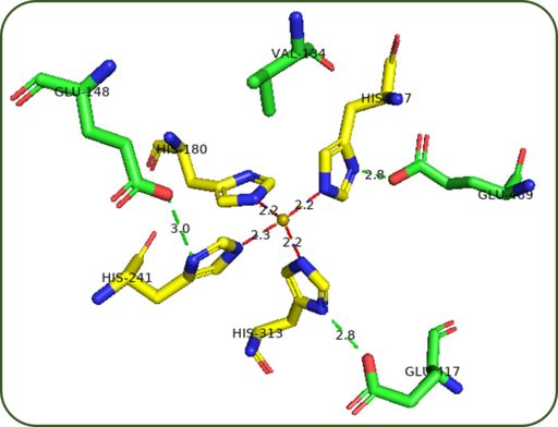 Figure 5: RPE65 iron ion binding pocket coordination sites. Shown in olive is the iron ion, shown in red are the bond lengths between the iron atom and the His residues, shown in green are the bond lengths between the His residues and the hydrogen bond interactions with Glu and Val. The bond length interactions are shown in angstroms from the iron atom. Figure generated using PyMol.  