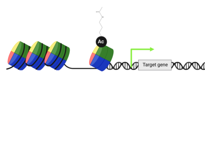 This lysine acetylation impacts the packing interactions between histones & DNA, making a target gene more accessible to transcription factors.