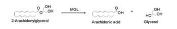 Figure 5: The breakdown of 2-AG into arachidonic acid +glyverol by MGL.