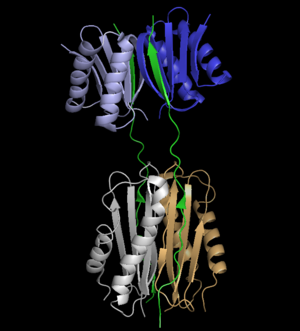 The Dynein light and intermediate chain, 3fm7  blue and light blue: LC8 grey and orange: TcTex1 green: part of the intermediate chain