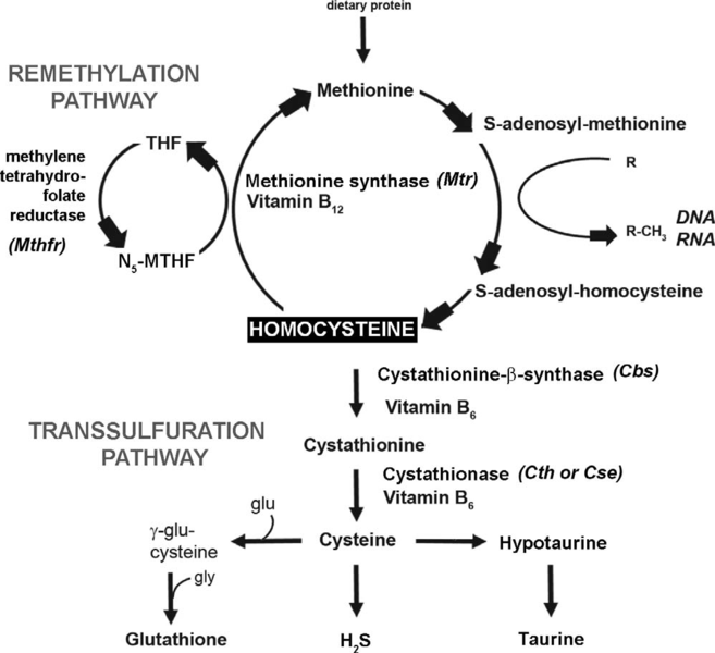 Image:Homocysteine metabolic pathway.png