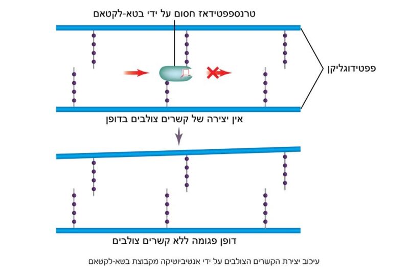 Image:Penicillin activity.jpg