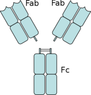 Figure 5: The separation of the Fab domains from the Fc domains of an antibody by Papain digestion.