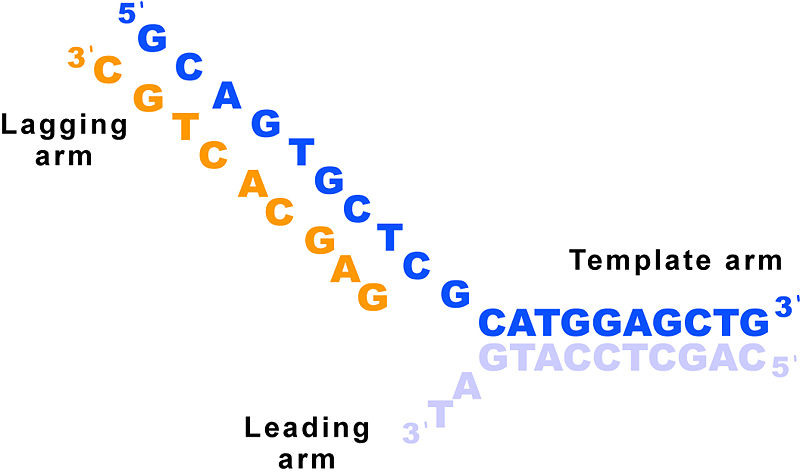 Image:Dna three way junction sequence.jpg