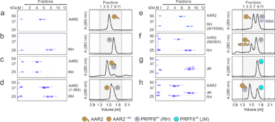 Figure 2. Probing AAR2Δloop-PRPF8RH interacting regions and residues. (a-h) SDS-PAGE analyses (left) and UV elution profiles (right) of analytical size exclusion chromatography runs monitoring the interactions among AAR2 variants, PRPF8RH variants and PRPF8JM. Figures a-c were adapted from (Santos et al., 2015) and are shown for comparison. M, molecular mass standard (kDa); I, input samples. Protein bands are identified on the right. Elution fractions are indicated at the top of the gels and profiles, elution volumes are indicated at the bottom of the profiles. Icons are explained at the bottom. Variants are indicated at the respective icons. Peaks labeled by transparent icons represent an excess of the respective protein.