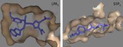 Figure 5: Comparison of the binding pockets of LPA1 and S1P1 receptors.  The electron density (tan) of the binding pocket is shown around the ligand (purple). The limited binding sites of the receptors are shown in tan.