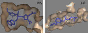Figure 3: Comparison of the binding pockets of LPA1 and S1P1 receptors.  The electron density (tan) of the binding pocket is shown around the ligand (purple). The limited binding sites of the receptors are shown in tan.