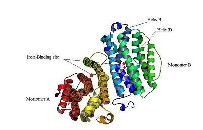 Figure 1: The structure of the p53R2 protein is shown. P53R2 is built up by two monomers A and B, which contain several iron-binding sites.