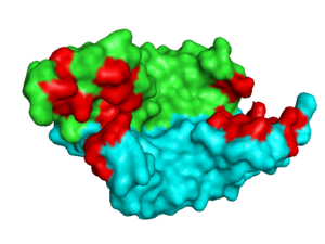 VEGF-A highlighting 2 monomers and binding sites in red, 1vpf