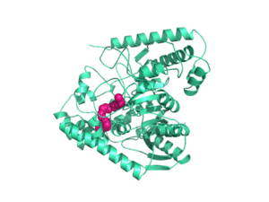 Figure 1: FAAH Monomer Subunit; Enzyme in teal, Ligand in pink. FAAH Crystal Structure.