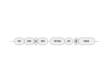 Figure 1. Outline of the domains and regions of anaplastic lymphoma kinase