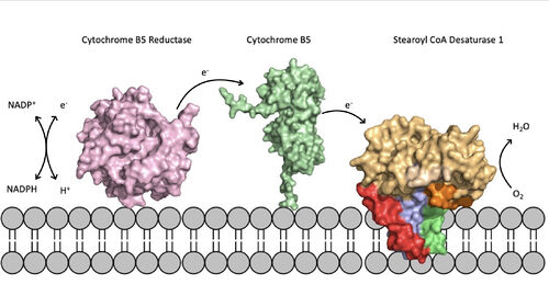 Figure 5. Position of SCD within the biological membrane.  The protein is part of an electron transport chain involving cytochrome b5 reductase (PDB: 5GV8) and cytochrome b5 (PDB: 3NER) to allow for the activation of the catalytic molecule coordinated by the two ions in the center of SCD.  SCD is colored according to the hydrophobicities of each helix, shown in figures 2 and 3.
