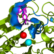 Figure 2: Important Tyr248 residue (shown in magenta) of 1CPX is capping the hydrophobic binding pocket (shown in blue) when liganded to a second inhibitory zinc ion (shown in red).
