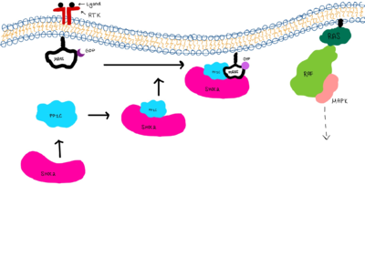 The mechanism of 2PG to PEP using enolase.