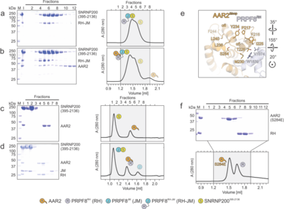 Figure 3. Probing AAR2Δloop-PRPF8-SNRNP200 interactions and AAR2 phosphorylation. (a-d) SDS-PAGE analyses (left) and UV elution profiles (right) of analytical size exclusion chromatography runs monitoring the interactions among AAR2, PRPF8RH-JM and SNRNP200395-2136 (a, b) and among AAR2, PRPF8RH, PRPF8JM and SNRNP200395-2136 (c, d). (e) Close-up view of the region in AAR2Δloop-PRPF8RH surrounding AAR2Δloop S284. The corresponding region in yeast Aar2p is profoundly restructured upon replacement of the equivalent S253 by a phospho-mimetic glutamate residue (Weber et al., 2013). (f) SDS-PAGE analysis (top) and UV elution profile (bottom) of an analytical size exclusion chromatography run monitoring the interaction between AAR2S284E and PRPF8RH. In panels showing SDS PAGE gels and elution profiles: M, molecular mass standard (kDa); I, input samples. Protein bands are identified on the right. Elution fractions are indicated at the top of the gels and profiles, elution volumes are indicated at the bottom of the profiles. Icons are explained at the bottom. Variants are indicated at the respective icons. Peaks labeled by transparent icons represent an excess of the respective protein.