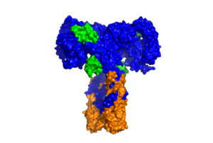 Figure 3: Surface representation of the insulin receptor in the active "T" shape conformation with four insulins bound (green). PDB 6SOF