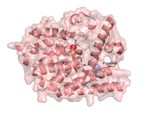 Pymol structure of TbPDE1 catalytic domain