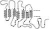 Figure 1: Neurotensin Incorporation in Membrane. This image depicts the spanning of the membrane made by NTSR1 and illustrates the need for transduction from its extracellular binding site to the intracellular region. (PubMed).