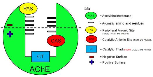Figure 3. Schematic illustration of AChE.