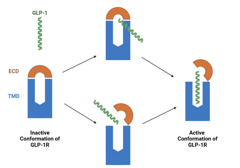 Image:GLP1R conformations.png