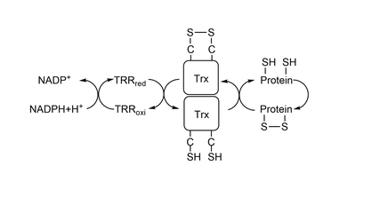 Figure 1: Thioredoxin System.