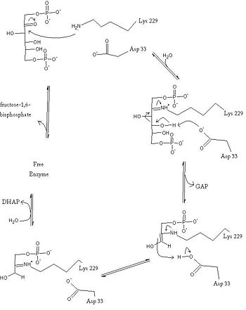 Reaction Mechanism of an Aldolase