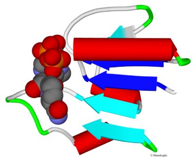 Fig. 5. 3-phosphoglycerate dehydrogenase (2p9e) beta sheet in the NAD binding domain. The two beta-strands that form the core of the Rossmann fold are marked in dark-blue ( ██ )color.