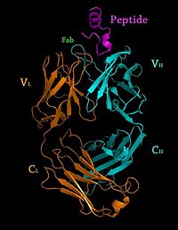 Crystal Structure of Rituximab Fab in complex with an epitope peptide 2osl