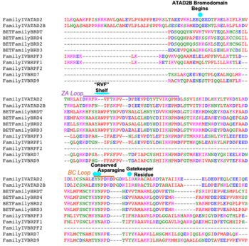 Sequence alignment for sub-families IV and BET (Family II), highlighting important structural characteristics of bromodomains